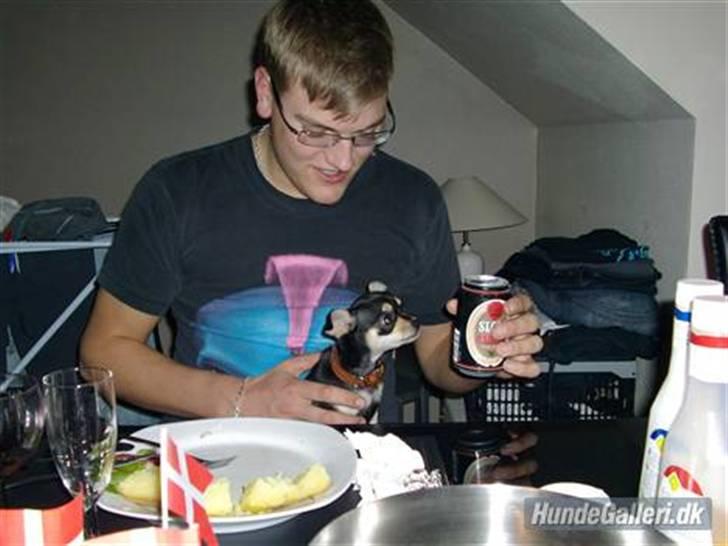 Chihuahua Olivia R.I.P billede 16