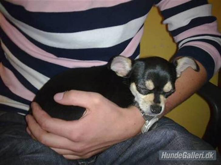 Chihuahua Olivia R.I.P billede 17