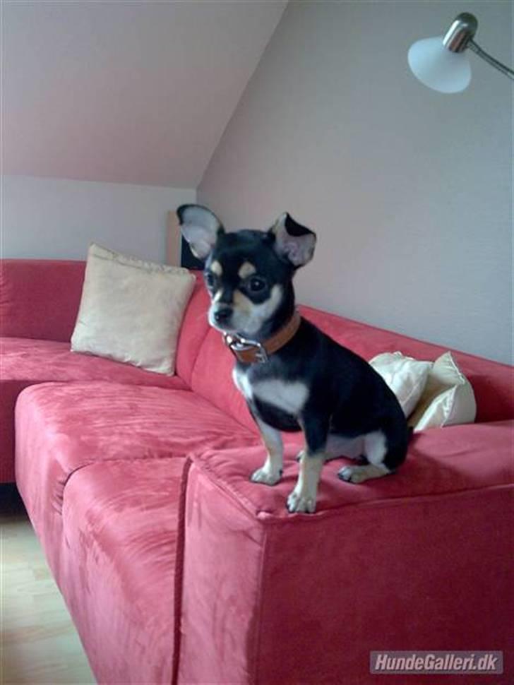 Chihuahua Olivia R.I.P billede 18