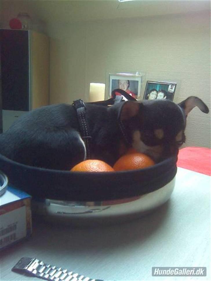 Chihuahua Olivia R.I.P billede 19