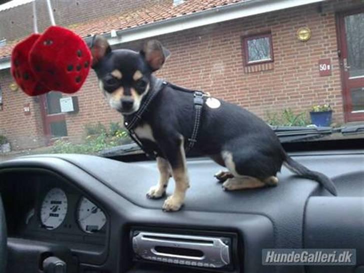 Chihuahua Olivia R.I.P billede 20