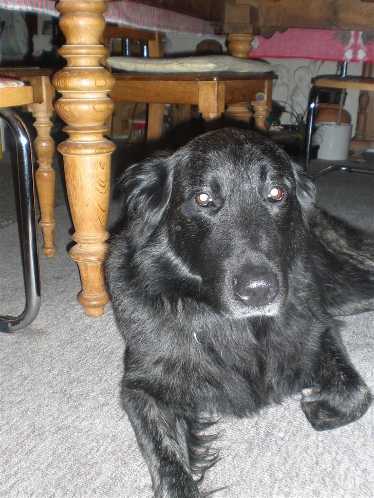 Blanding af racer bamse billede 15