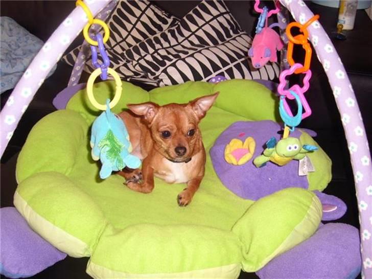 Chihuahua Max billede 10