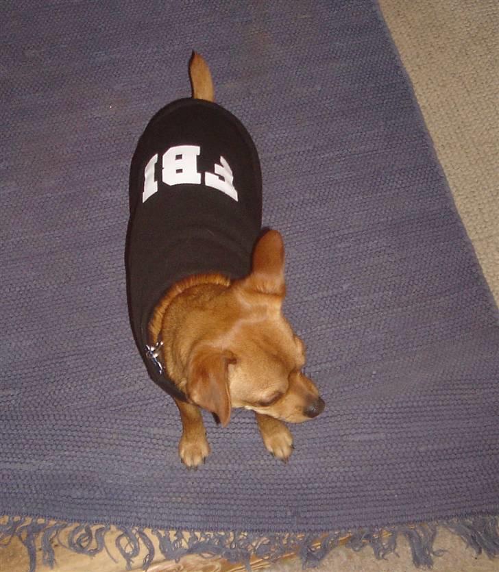 Chihuahua Max billede 11