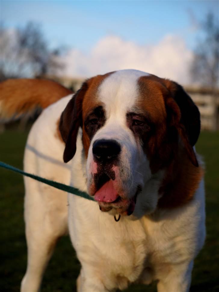 Sankt bernhardshund Lika billede 1