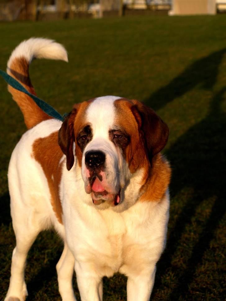 Sankt bernhardshund Lika billede 3