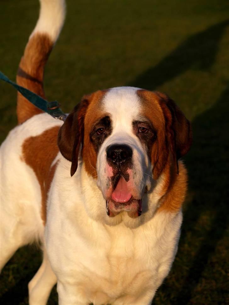 Sankt bernhardshund Lika billede 4