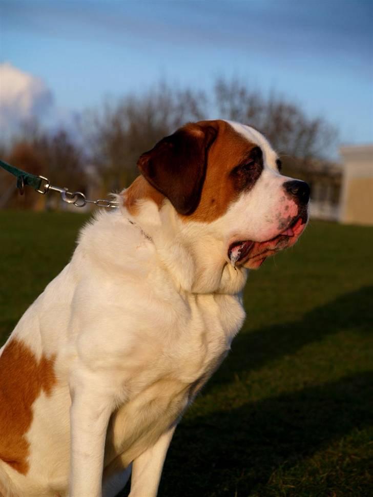 Sankt bernhardshund Lika billede 5