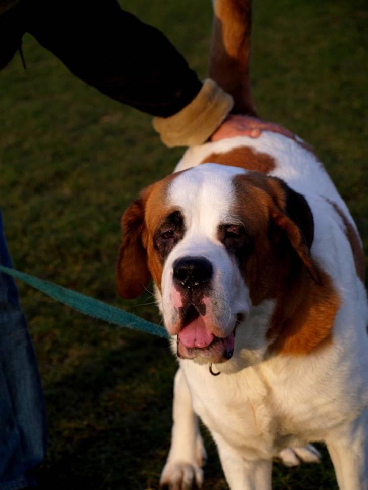 Sankt bernhardshund Lika billede 7