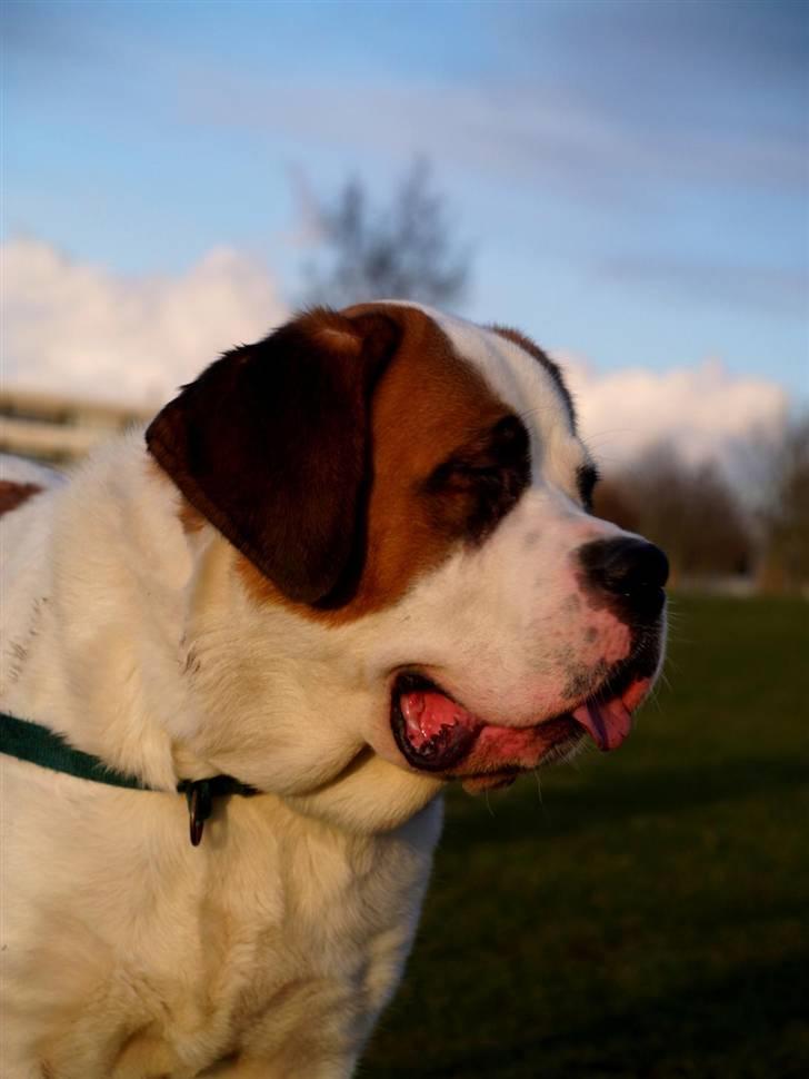 Sankt bernhardshund Lika billede 8