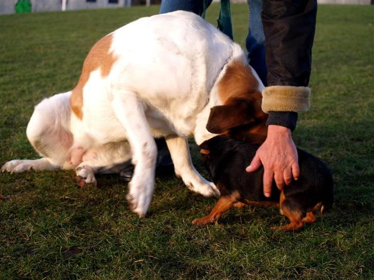 Sankt bernhardshund Lika billede 9