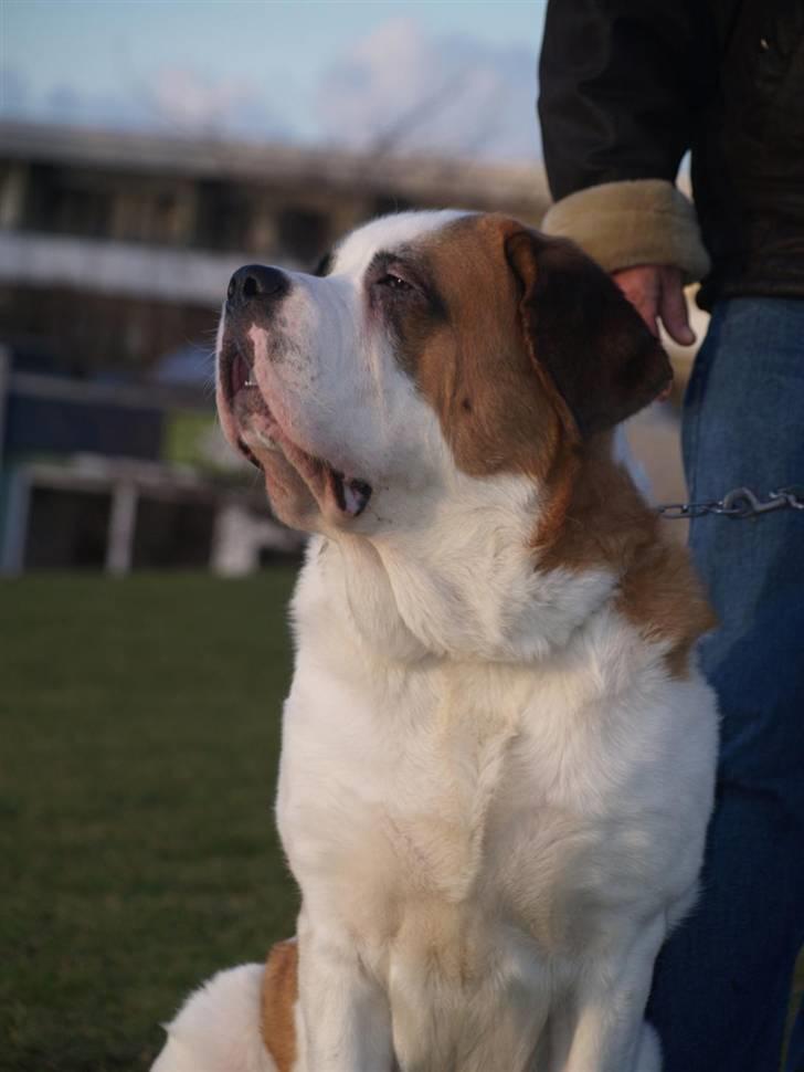 Sankt bernhardshund Lika billede 10