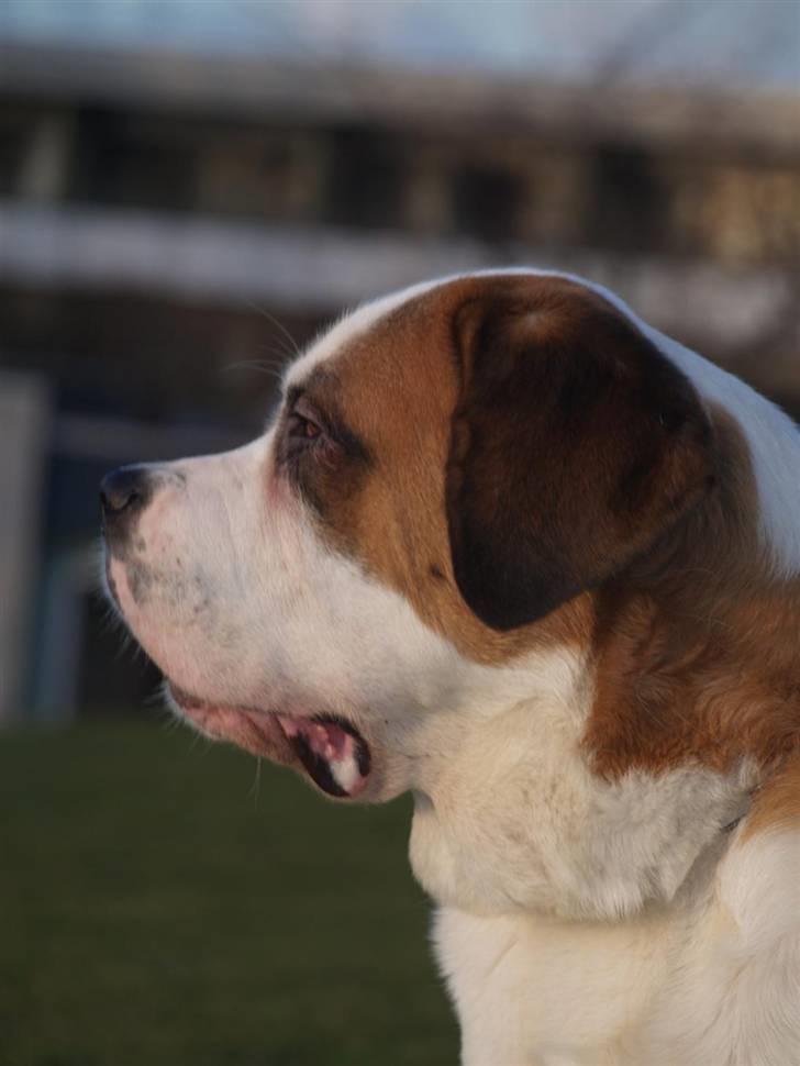 Sankt bernhardshund Lika billede 11