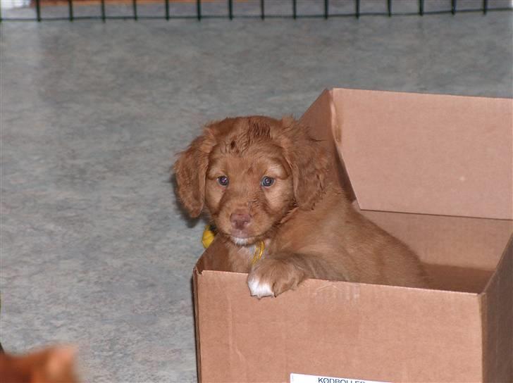 Nova scotia duck tolling retriever Mushu billede 7