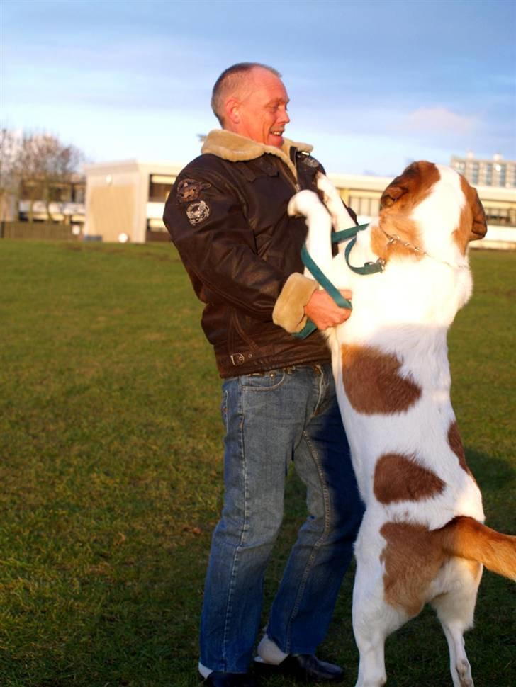 Sankt bernhardshund Lika billede 16