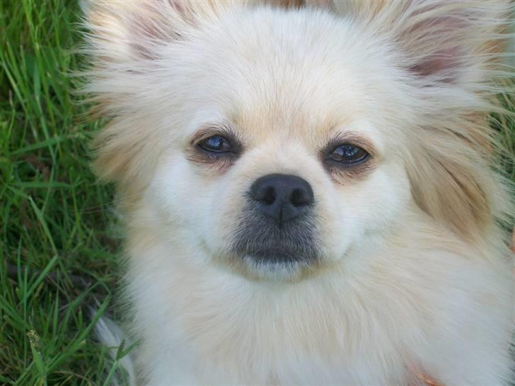 Blanding af racer Coco <3 | i<3'u |Min Skat - Hej, dejligt du kikker forbi :D smider du ikke en kommentar ? og en bedømmelse (:´<3 billede 1