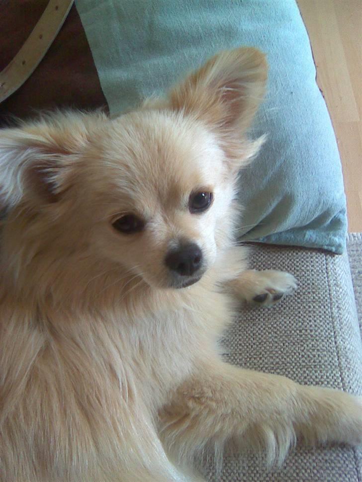 Blanding af racer Coco <3 | i<3'u |Min Skat - på tur hjem til Sofie, Helenes BV ´<3 billede 2