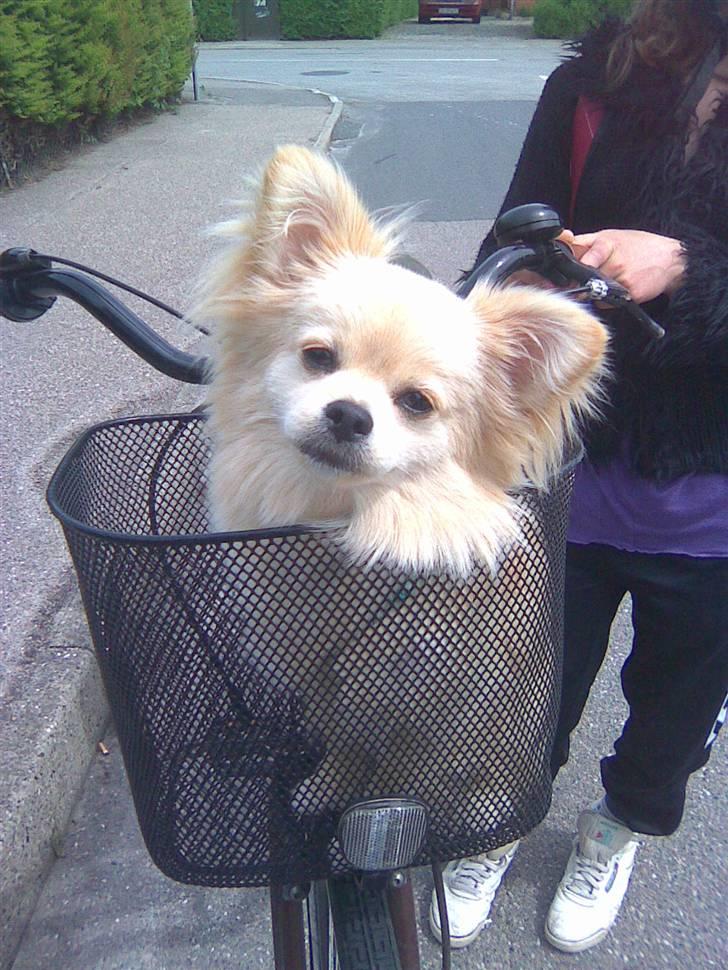 Blanding af racer Coco <3 | i<3'u |Min Skat - ja, på vej hjem til sofie i cykelkurv. hey lidt kongelig har man vel lov at værre. billede 3