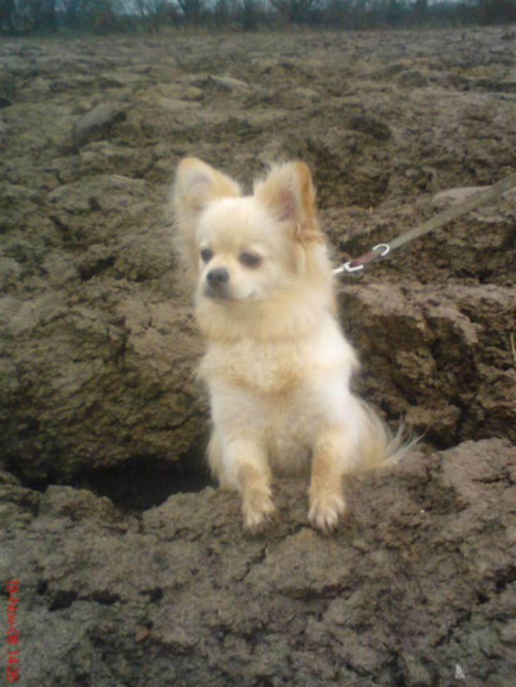 Blanding af racer Coco <3 | i<3'u |Min Skat - "hvor skal jeg nu hen ?? " billede 4