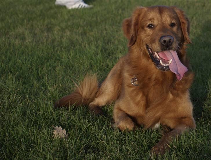 Golden retriever Sofus billede 13