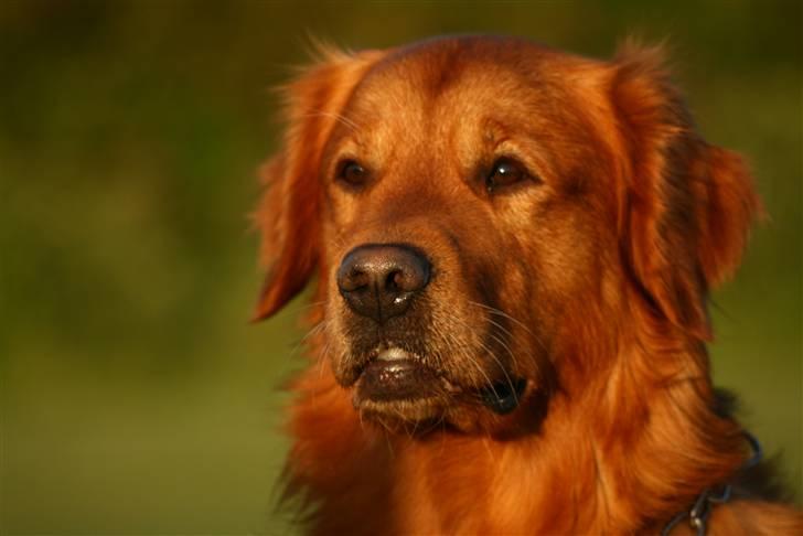 Golden retriever Sofus billede 15