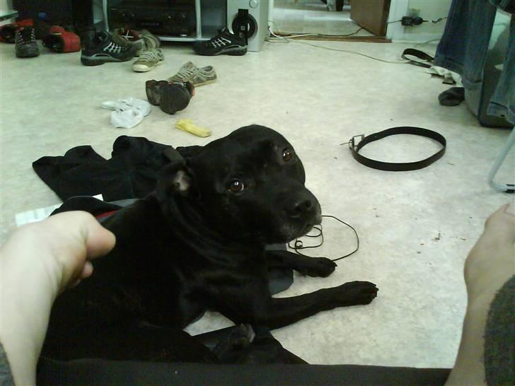 Staffordshire bull terrier Tico billede 15