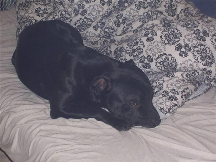 Staffordshire bull terrier Tico billede 16