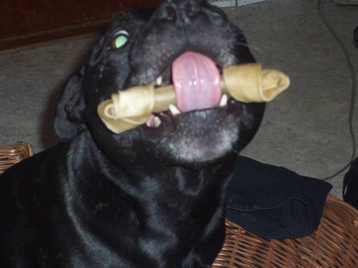 Staffordshire bull terrier Tico billede 17