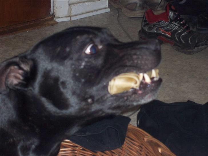 Staffordshire bull terrier Tico billede 18