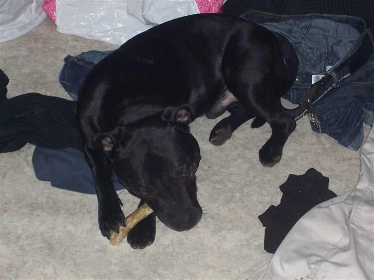 Staffordshire bull terrier Tico billede 19