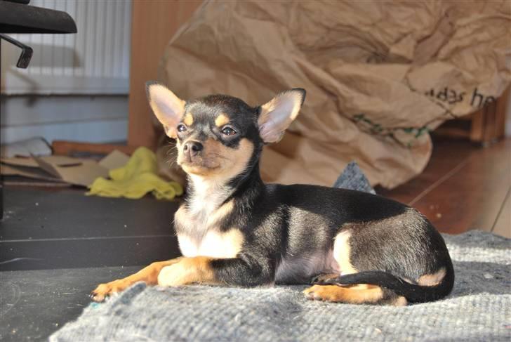 Chihuahua Johnson - Konge Johnson billede 1