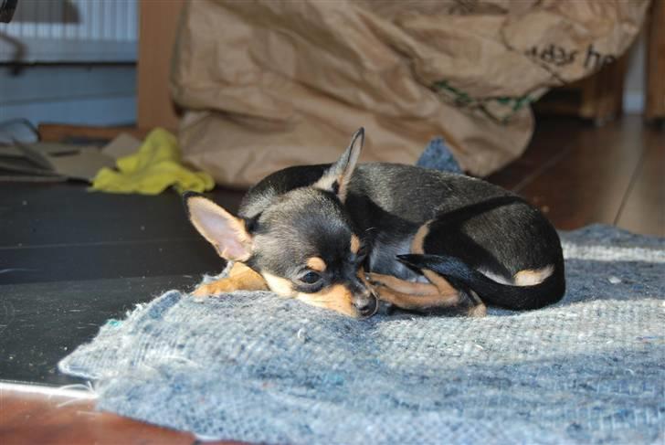 Chihuahua Johnson - ligger lige og soler billede 2