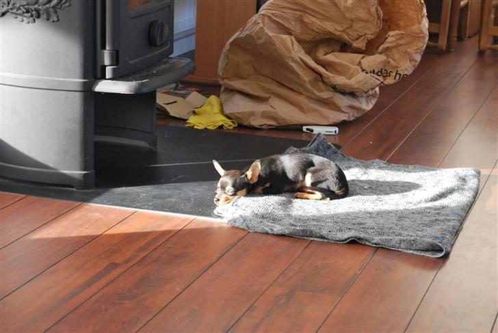 Chihuahua Johnson billede 3