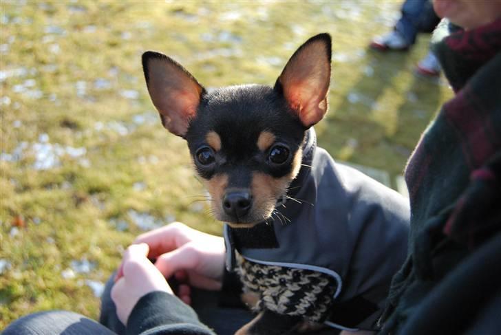 Chihuahua Johnson - hellow handsome billede 4