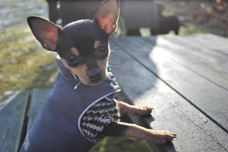 Chihuahua Johnson - for hjemme hos os sidder vi ALLE med ved bordert billede 5