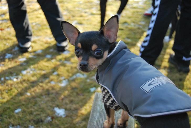 Chihuahua Johnson billede 6