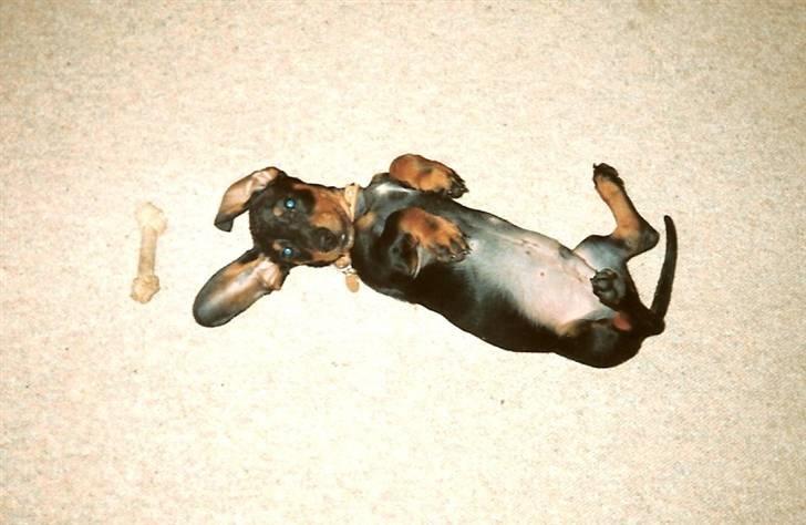 Gravhund Bølle  R.I.P. - 3 mdr.  billede 20