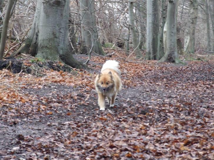Islandsk fårehund Binnie billede 13