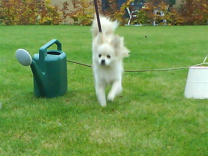 Blanding af racer Coco <3 | i<3'u |Min Skat - jeg elsker bare at springe :D billede 5