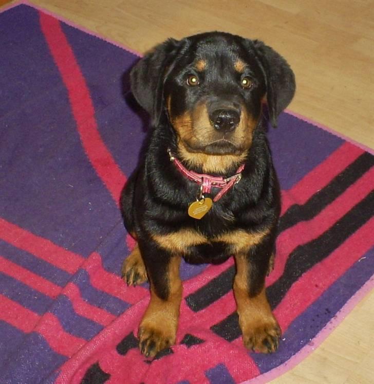 Rottweiler Ziva aka "pølse" - 13 uger gammel billede 1