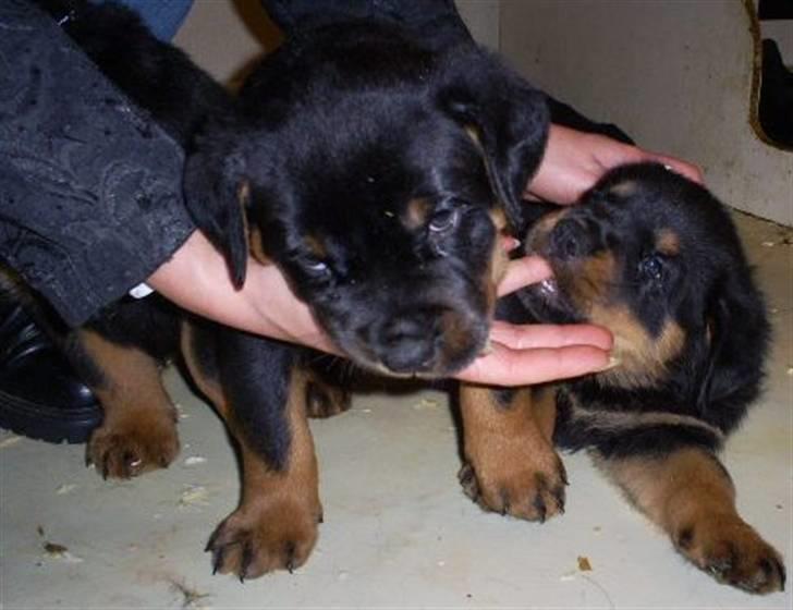 Rottweiler Ziva aka "pølse" - Ziva er den længst til højre billede 2