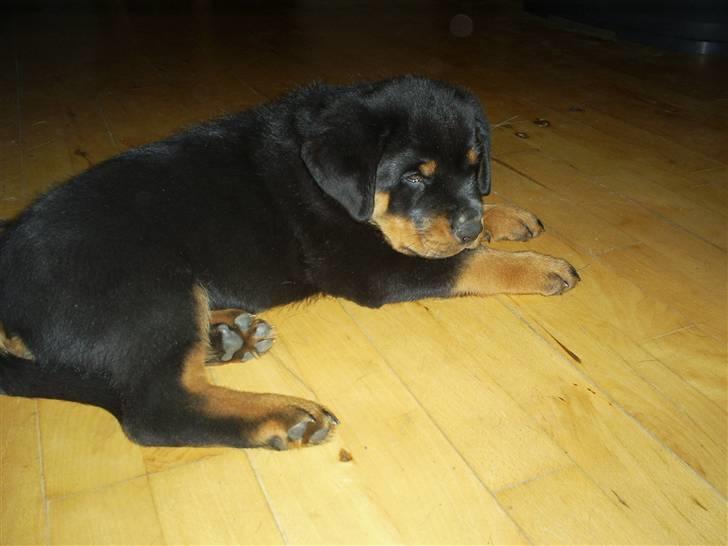 Rottweiler Ziva aka "pølse" - 08/02/09 billede 4