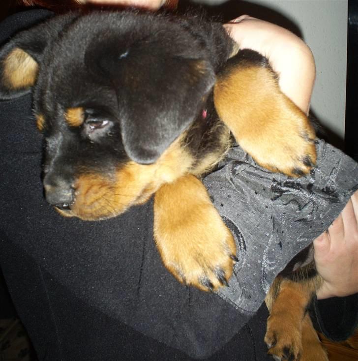 Rottweiler Ziva aka "pølse" - på min arm 08/02/09 billede 5