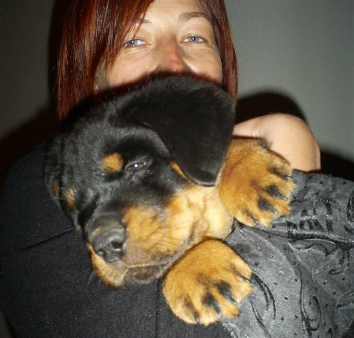 Rottweiler Ziva aka "pølse" - på min arm 08/02/09 billede 6