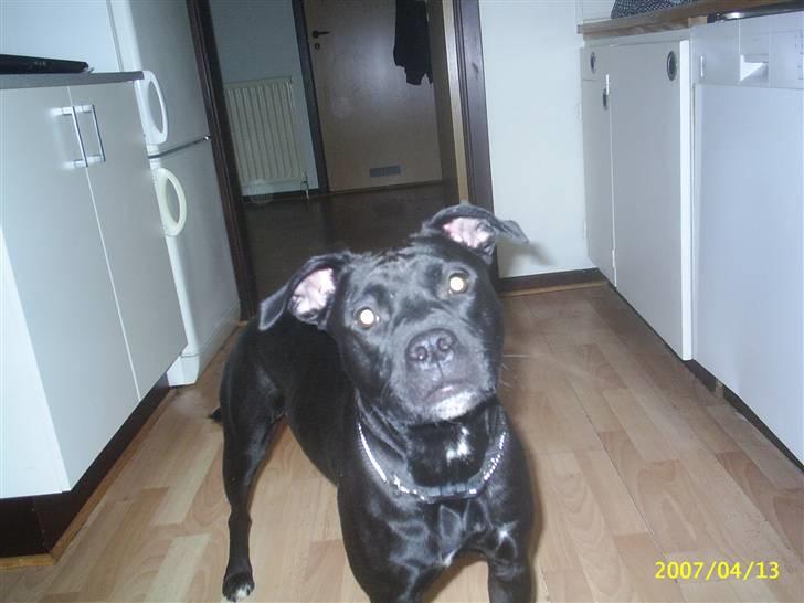 Amerikansk staffordshire terrier Amy - Hih lidt forviret billede 1
