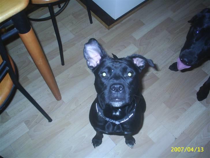 Amerikansk staffordshire terrier Amy - Se mit lille strit øre :) billede 2