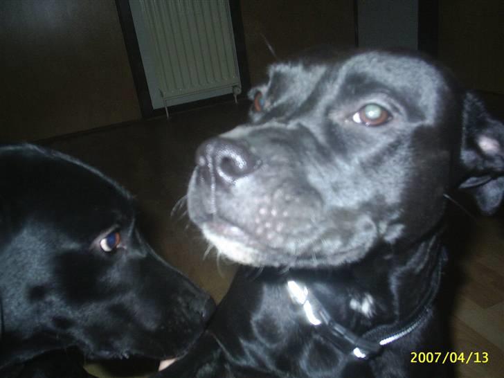 Amerikansk staffordshire terrier Amy - :) billede 3