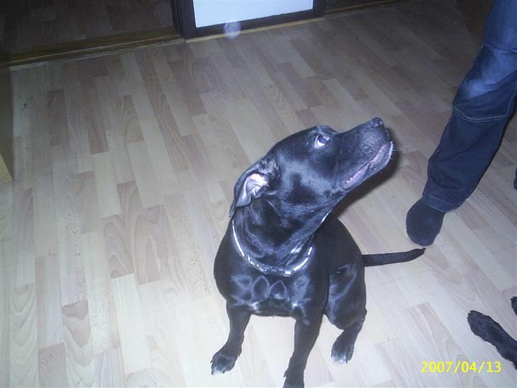 Amerikansk staffordshire terrier Amy - Nej jeg gider ikk kigge på dig !! billede 4