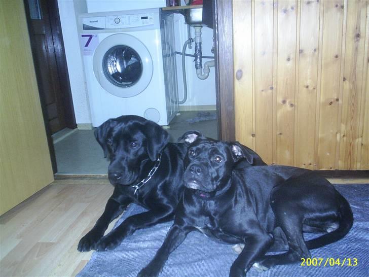 Amerikansk staffordshire terrier Amy - Her ligger hun godt nok sammen med Vaks men det er bare sådan et godt billed af dem :) billede 5