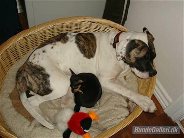 Chihuahua Johnson - For selvom der er forskel på os to, så er vi gode venner, kan du tro..... billede 7